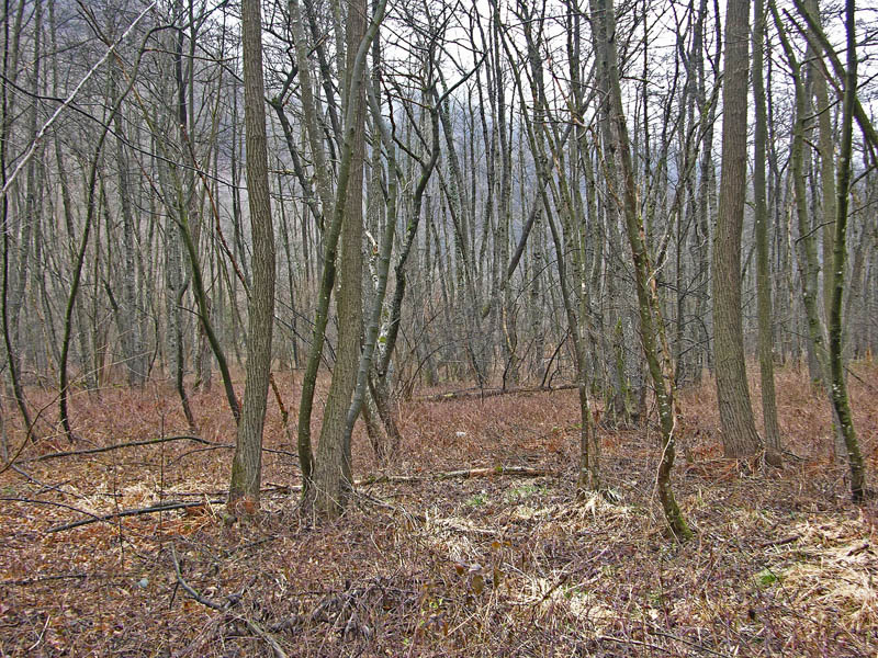 Avete voglia di funghi di oggi....guardate questo post.